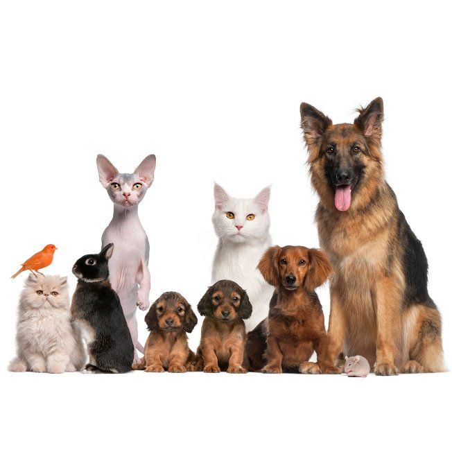 Vacunación: Servicios de Clínica Veterinaria Servet Vacunación: Servicios de Clínica Veterinaria Servet