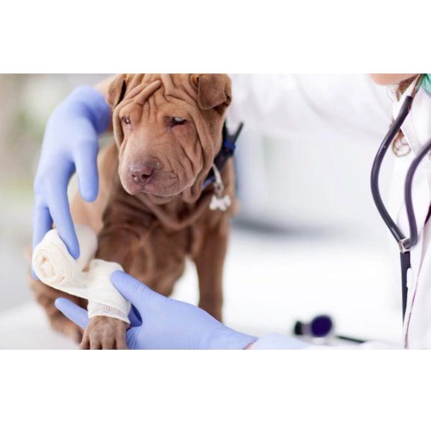 Servicio de urgencias: Servicios de Clínica Veterinaria Servet Servicio de urgencias: Servicios de Clínica Veterinaria Servet