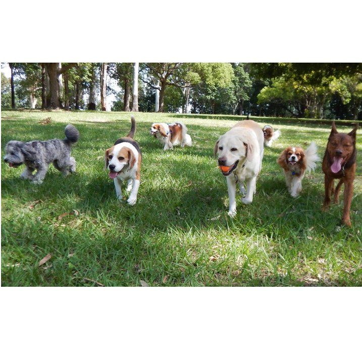 Esterilización: Servicios de Clínica Veterinaria Servet Esterilización: Servicios de Clínica Veterinaria Servet
