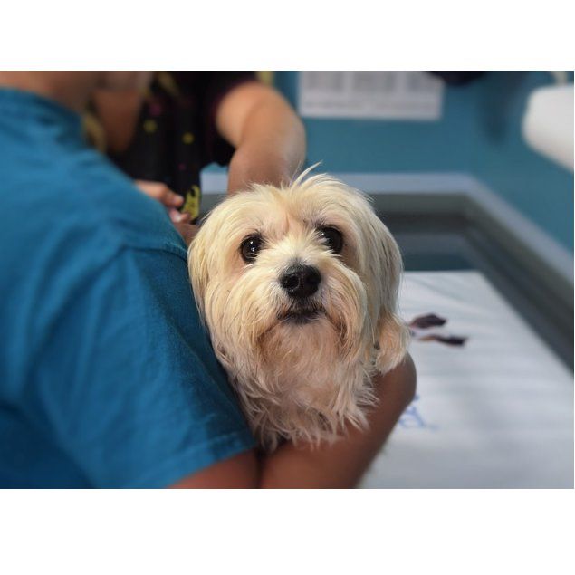 Análisis: Servicios de Clínica Veterinaria Servet Análisis: Servicios de Clínica Veterinaria Servet