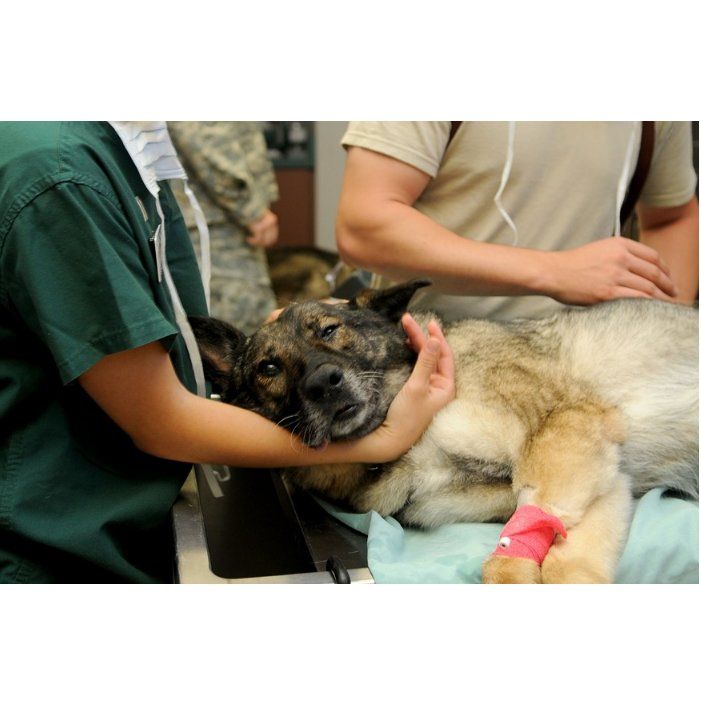 Cirugía general: Servicios de Clínica Veterinaria Servet Cirugía general: Servicios de Clínica Veterinaria Servet