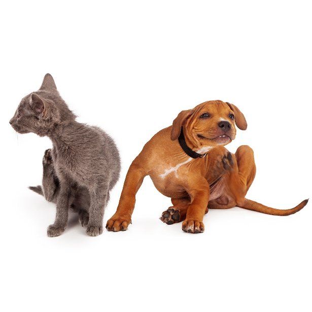 Desparasitación: Servicios de Clínica Veterinaria Servet Desparasitación: Servicios de Clínica Veterinaria Servet