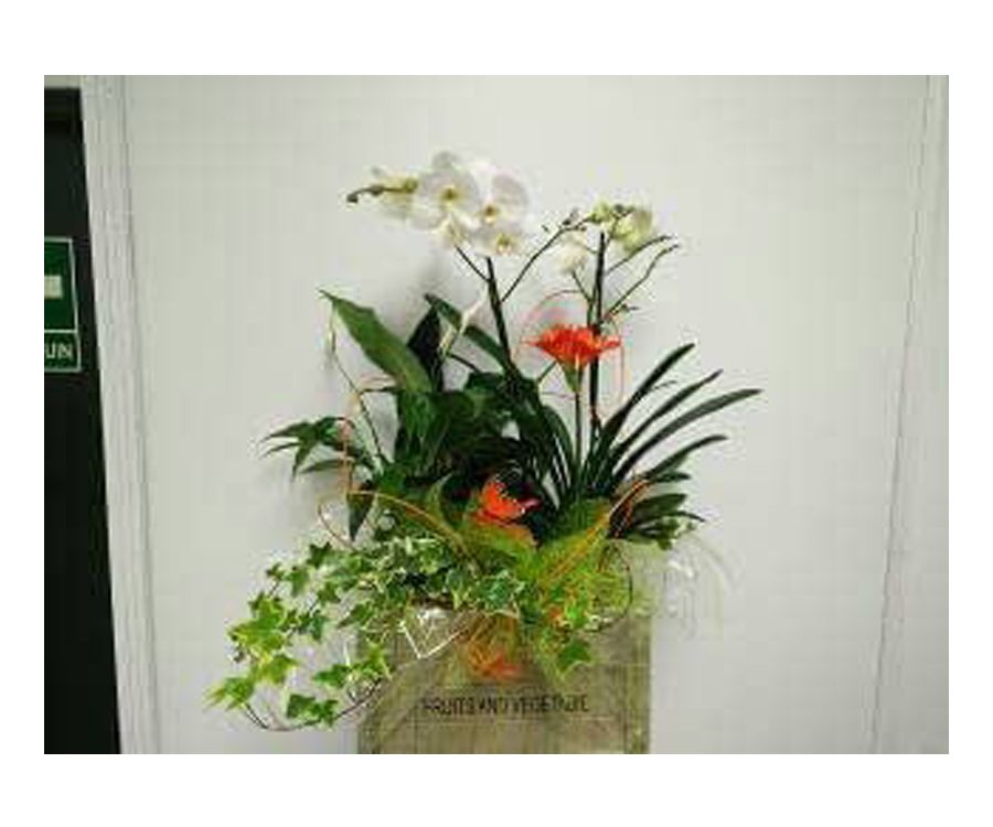 Caja de madera con plantas: Catálogo de FLORISTERÍA JOMACO Tanatorio As Burgas Caja de madera con plantas: Catálogo de FLORISTERÍA JOMACO Tanatorio As Burgas