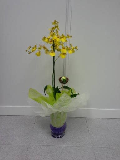 Plantas: Catálogo de FLORISTERÍA JOMACO Tanatorio As Burgas Plantas: Catálogo de FLORISTERÍA JOMACO Tanatorio As Burgas