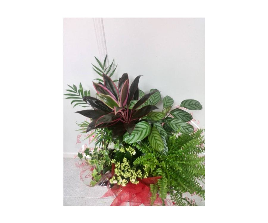 Base con plantas: Catálogo de FLORISTERÍA JOMACO Tanatorio As Burgas Base con plantas: Catálogo de FLORISTERÍA JOMACO Tanatorio As Burgas