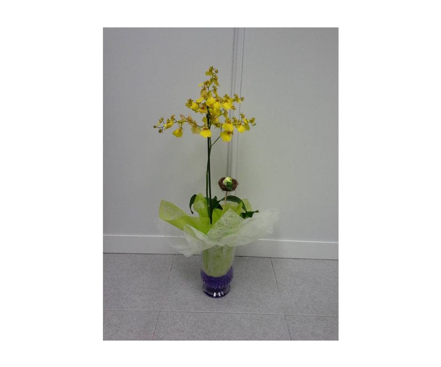 Orquídea: Catálogo de FLORISTERÍA JOMACO Tanatorio As Burgas Orquídea: Catálogo de FLORISTERÍA JOMACO Tanatorio As Burgas