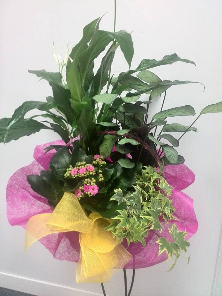 Base con plantas: Catálogo de FLORISTERÍA JOMACO Tanatorio As Burgas Base con plantas: Catálogo de FLORISTERÍA JOMACO Tanatorio As Burgas