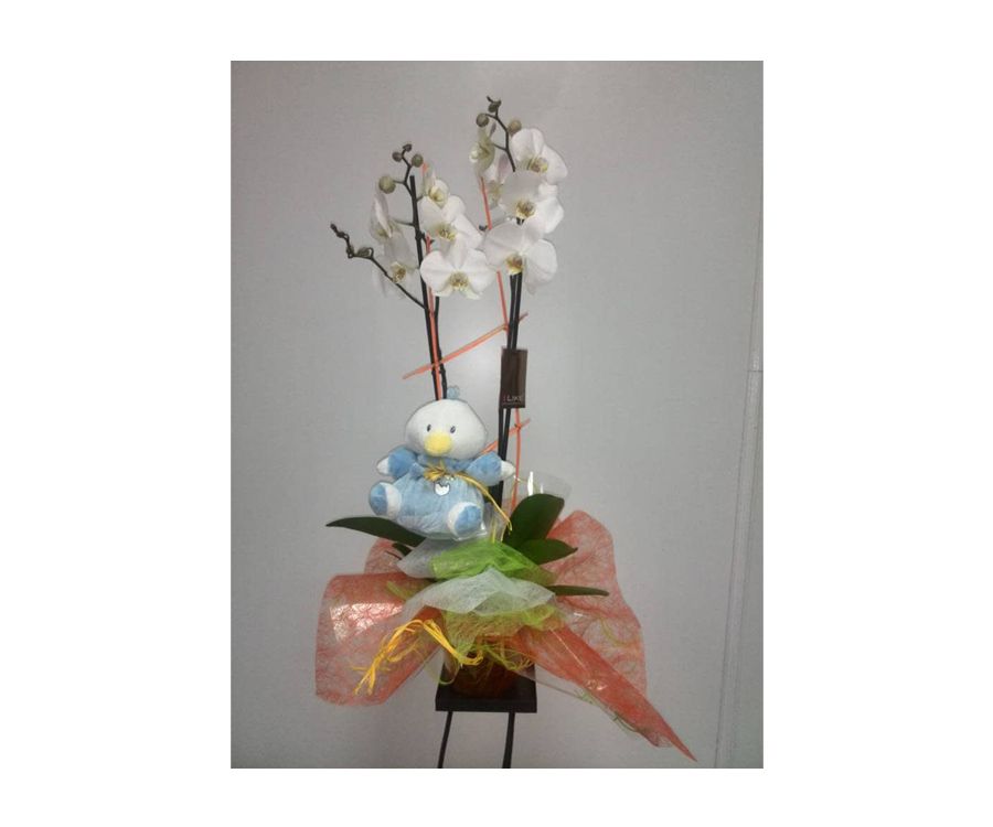 Orquídea nacimiento niño/niña si maceta: Catálogo de FLORISTERÍA JOMACO Tanatorio As Burgas Orquídea nacimiento niño/niña si maceta: Catálogo de FLORISTERÍA JOMACO Tanatorio As Burgas
