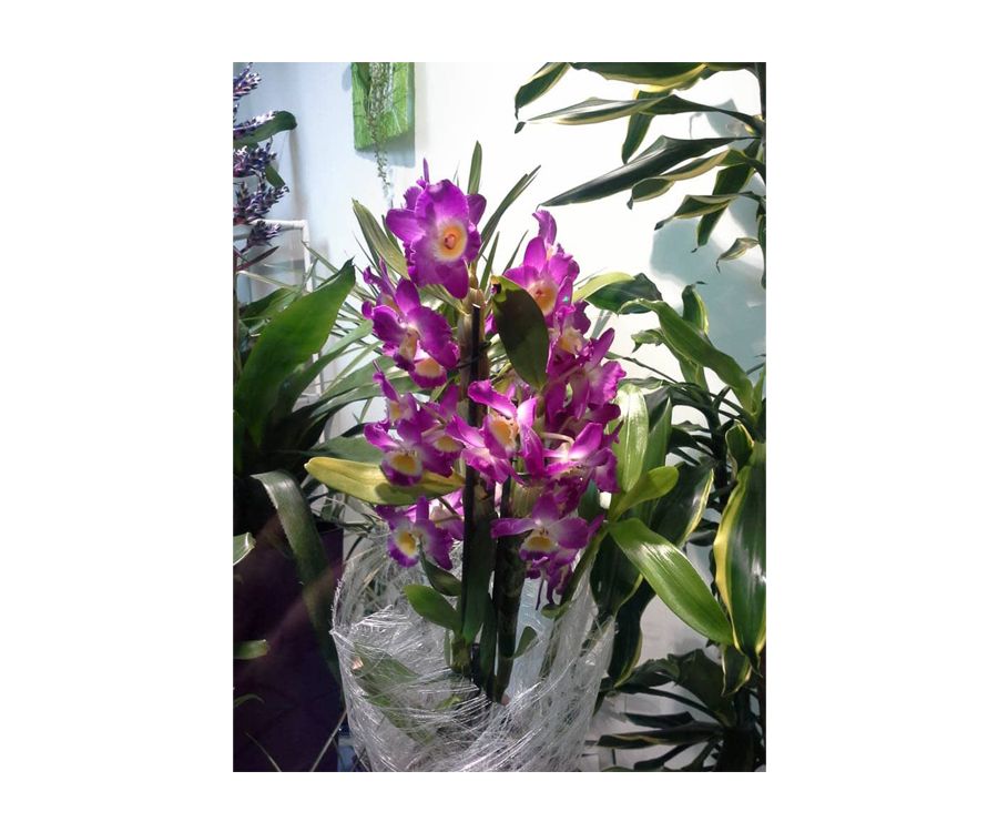 Orquídea dedrobium: Catálogo de FLORISTERÍA JOMACO Tanatorio As Burgas Orquídea dedrobium: Catálogo de FLORISTERÍA JOMACO Tanatorio As Burgas