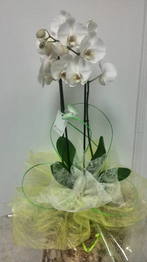 Orquídea preparada con maceta: Catálogo de FLORISTERÍA JOMACO Tanatorio As Burgas Orquídea preparada con maceta: Catálogo de FLORISTERÍA JOMACO Tanatorio As Burgas