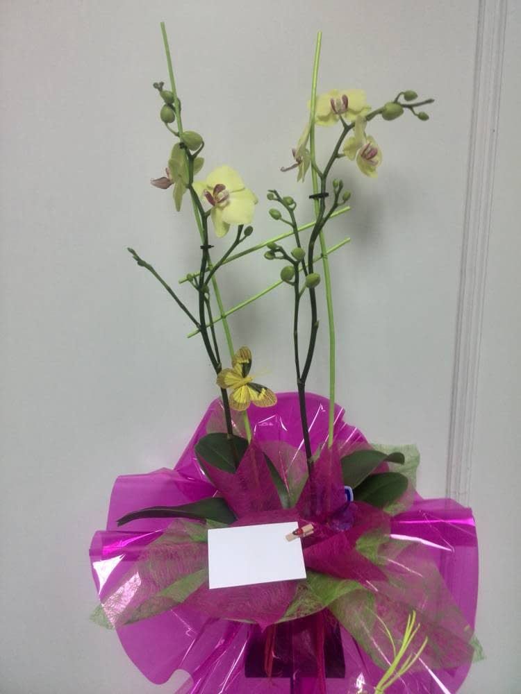 Orquídea preparada con maceta: Catálogo de FLORISTERÍA JOMACO Tanatorio As Burgas Orquídea preparada con maceta: Catálogo de FLORISTERÍA JOMACO Tanatorio As Burgas