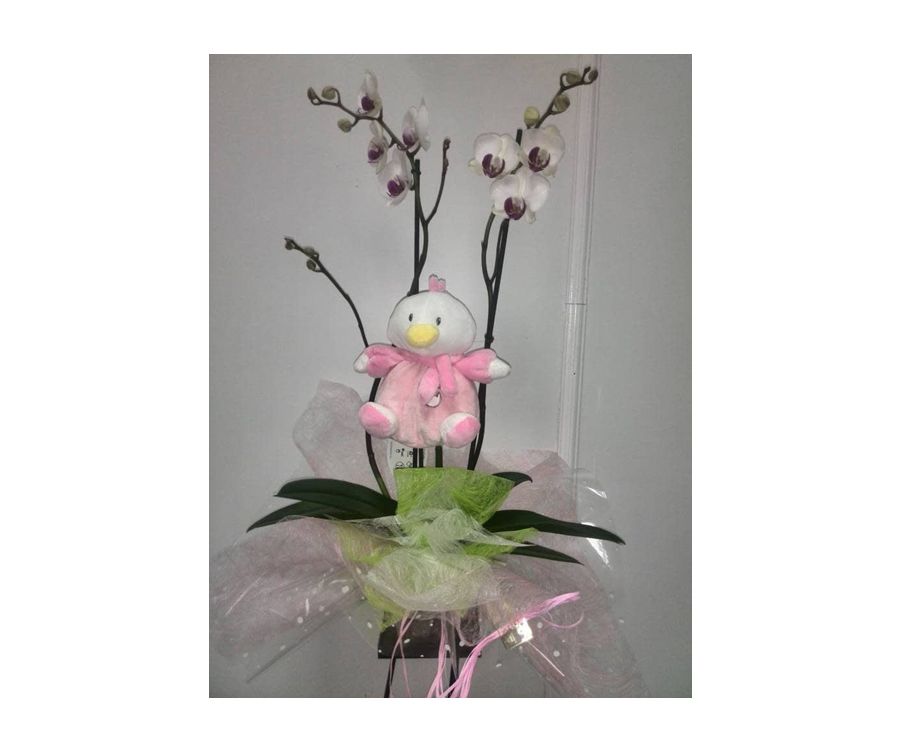 Orquídea nacimiento niño/niña si maceta: Catálogo de FLORISTERÍA JOMACO Tanatorio As Burgas Orquídea nacimiento niño/niña si maceta: Catálogo de FLORISTERÍA JOMACO Tanatorio As Burgas