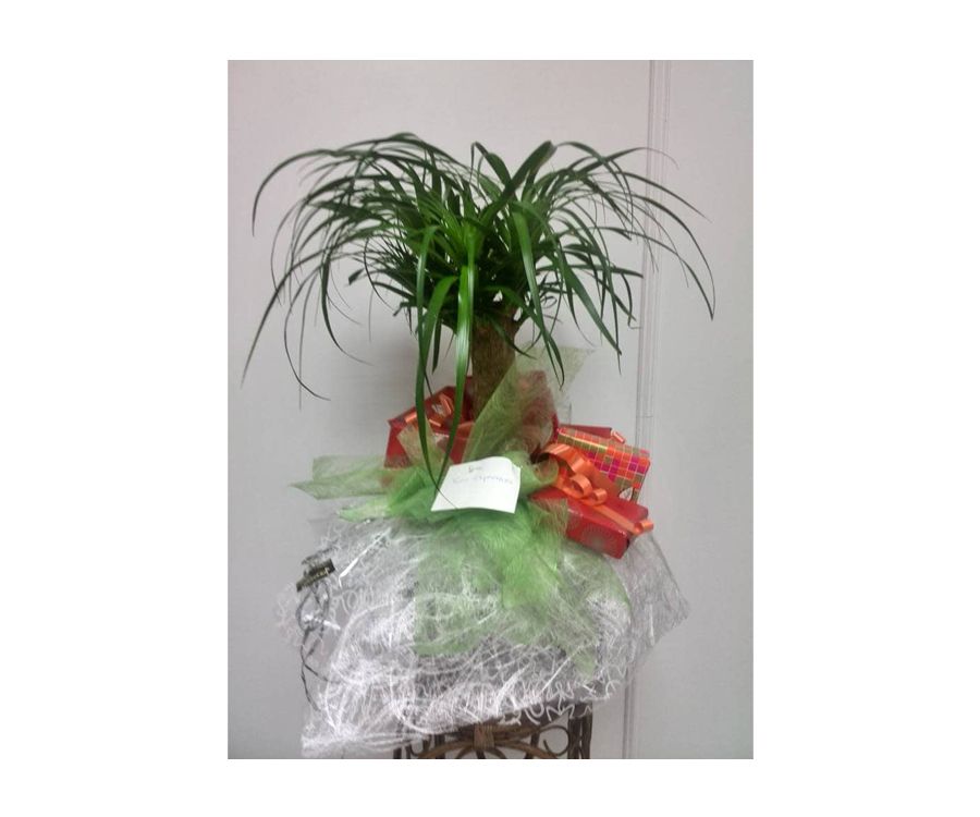 Planta pata de elefante: Catálogo de FLORISTERÍA JOMACO Tanatorio As Burgas Planta pata de elefante: Catálogo de FLORISTERÍA JOMACO Tanatorio As Burgas