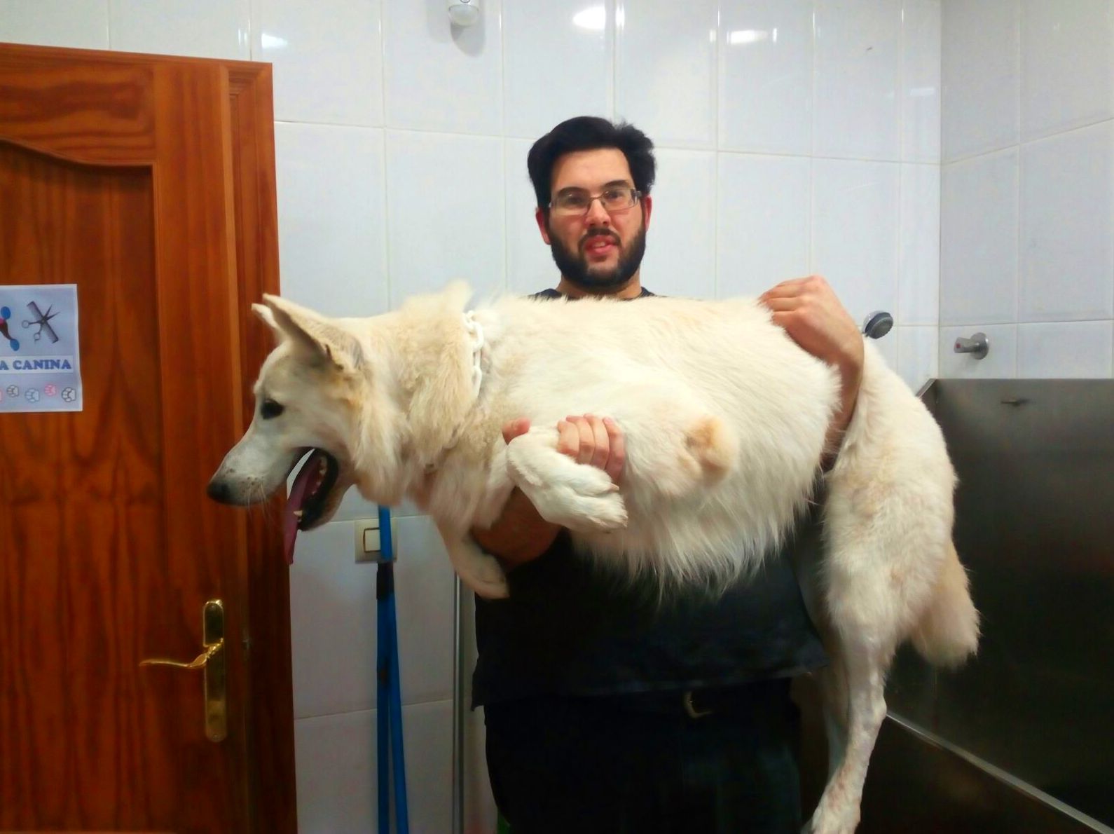 Estilismo y Peluquería canina: Servicios de Piolcan Adiestramiento Canino y Centro de formación Estilismo y Peluquería canina: Servicios de Piolcan Adiestramiento Canino y Centro de formación