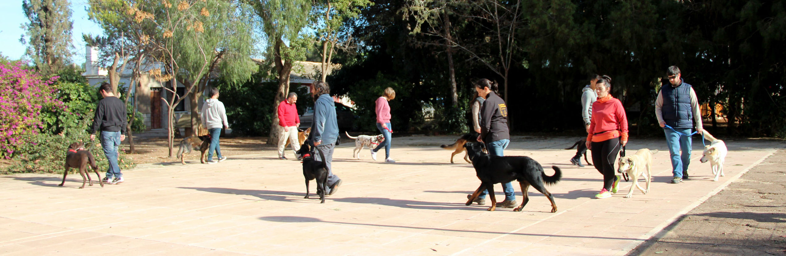 Adiestramiento y Modificación de conductas en perros: Servicios de Piolcan Adiestramiento Canino y Centro de formación Adiestramiento y Modificación de conductas en perros: Servicios de Piolcan Adiestramiento Canino y Centro de formación