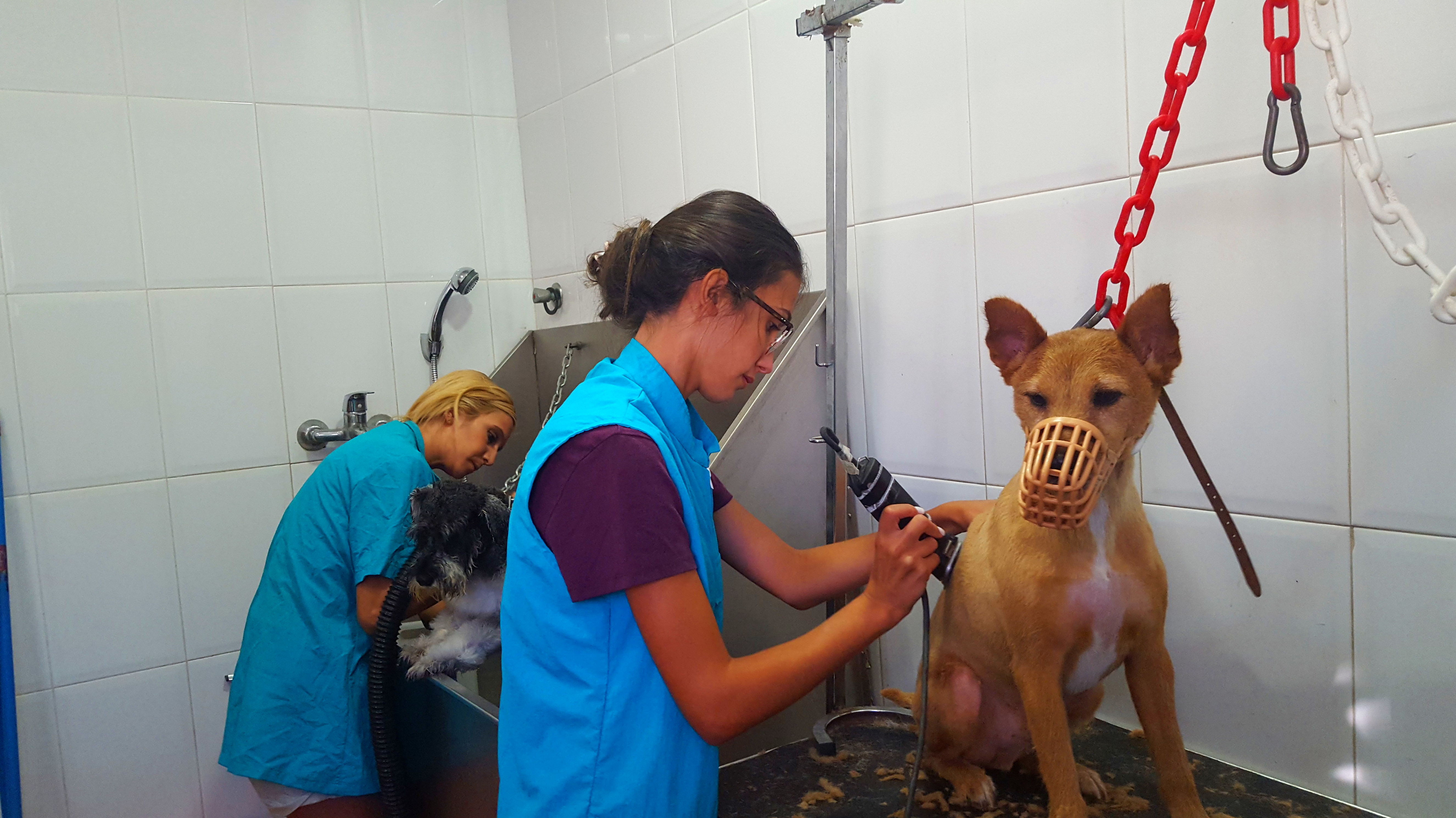 Estilismo y Peluquería canina: Servicios de Piolcan Adiestramiento Canino y Centro de formación Estilismo y Peluquería canina: Servicios de Piolcan Adiestramiento Canino y Centro de formación