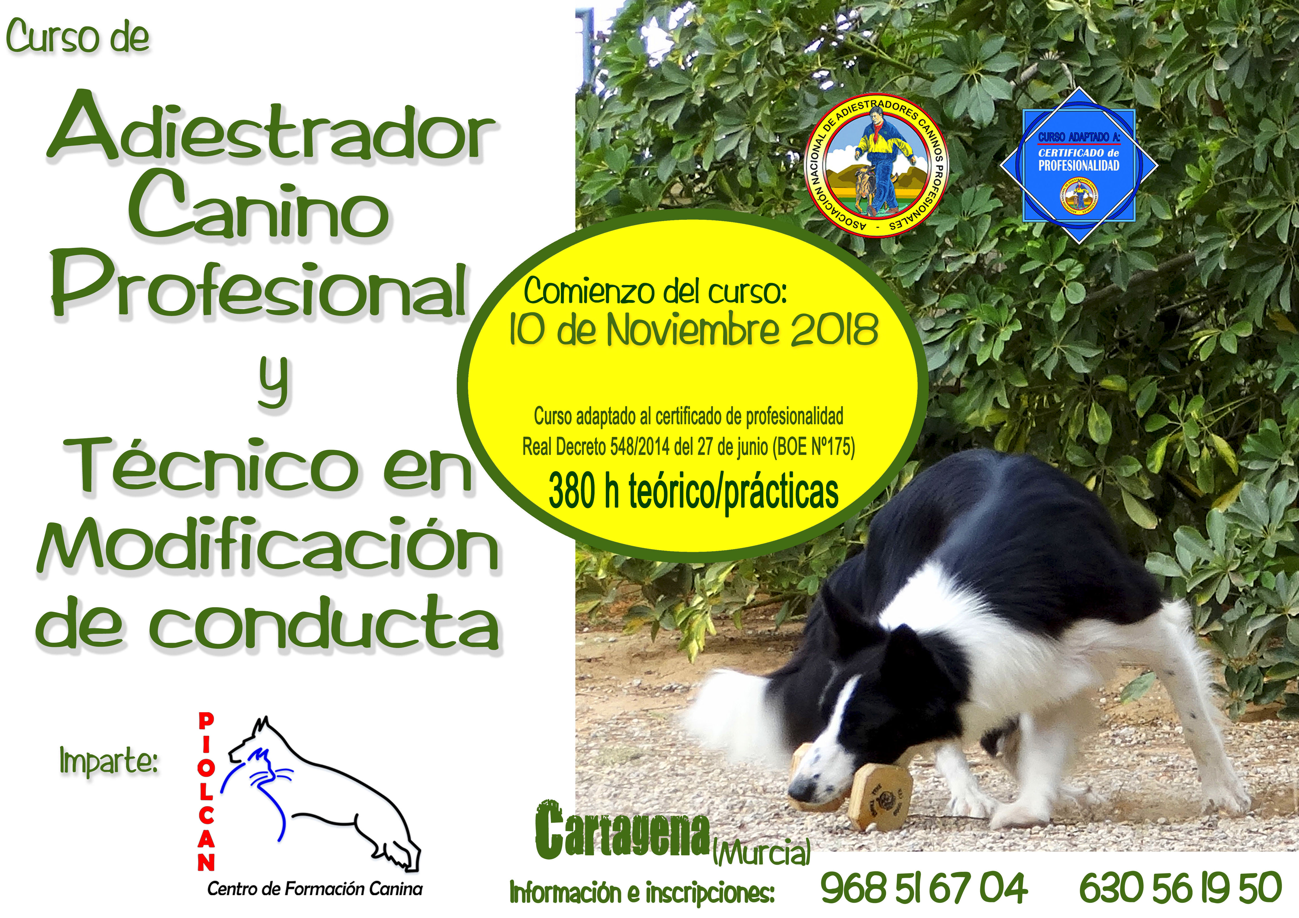 Seminarios y Cursos de formación Canina: Servicios de Piolcan Adiestramiento Canino y Centro de formación Seminarios y Cursos de formación Canina: Servicios de Piolcan Adiestramiento Canino y Centro de formación