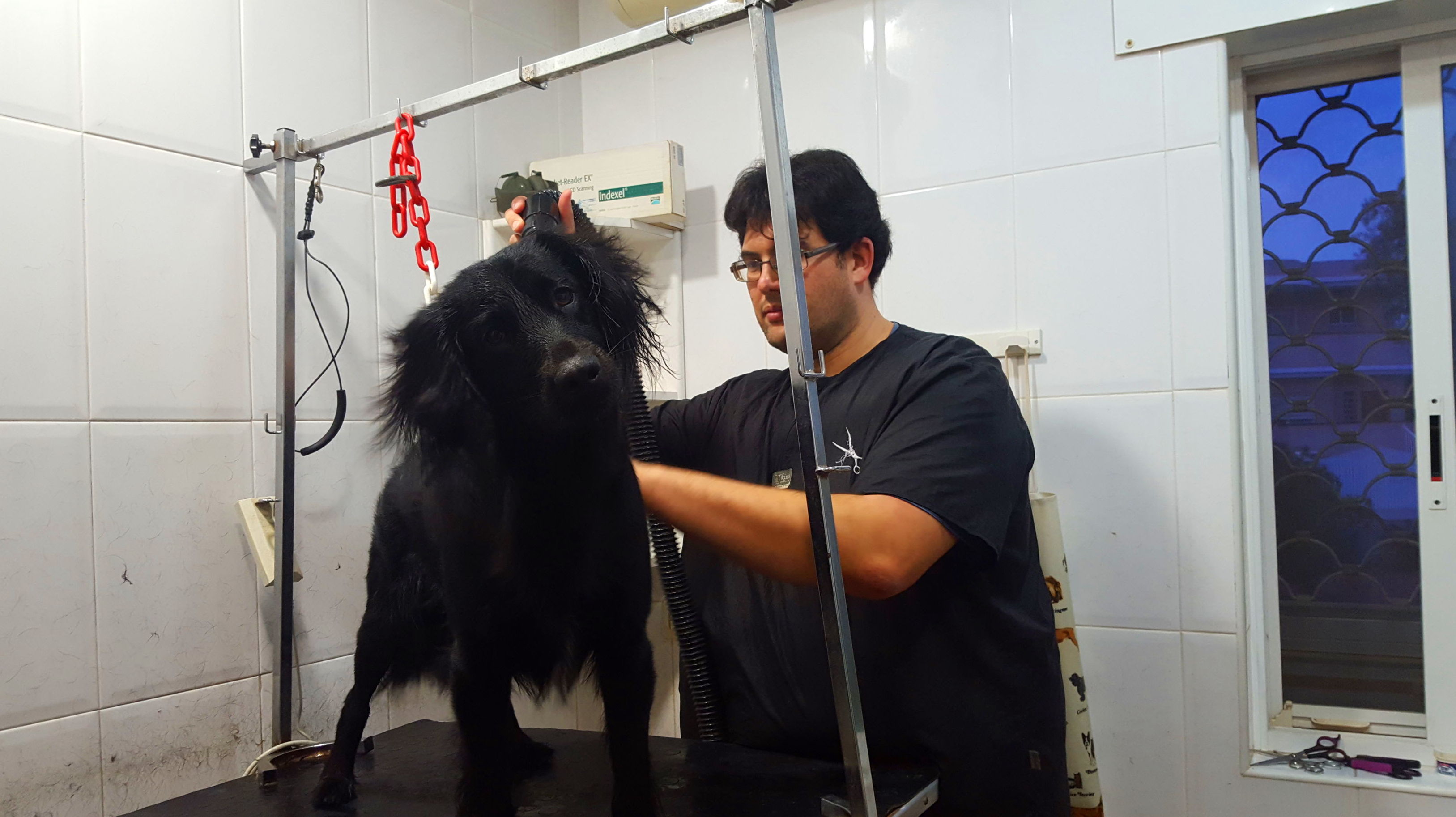 Estilismo y Peluquería canina: Servicios de Piolcan Adiestramiento Canino y Centro de formación Estilismo y Peluquería canina: Servicios de Piolcan Adiestramiento Canino y Centro de formación