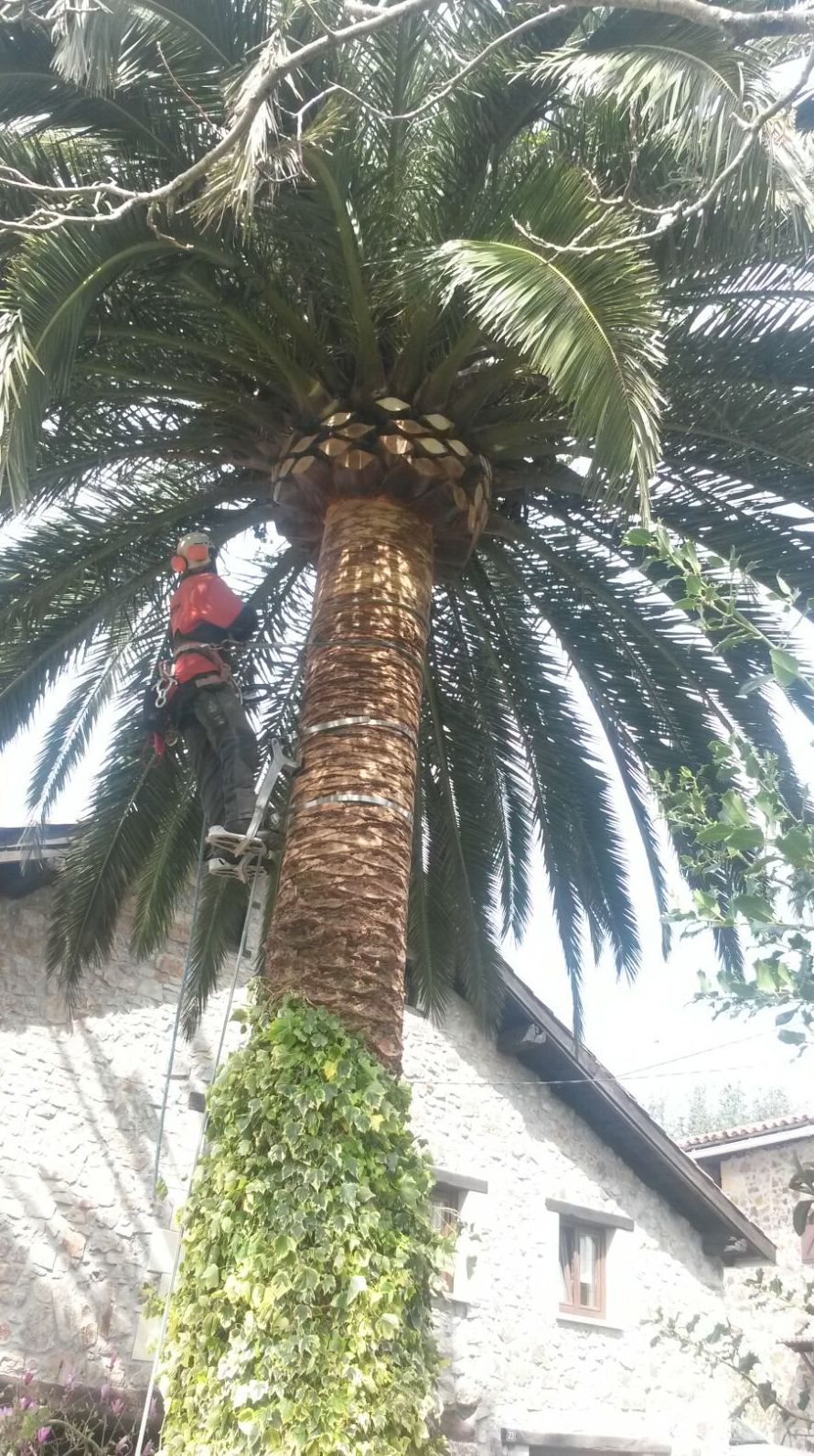 MANTENIMIENTO DE PALMERAS MANTENIMIENTO DE PALMERAS