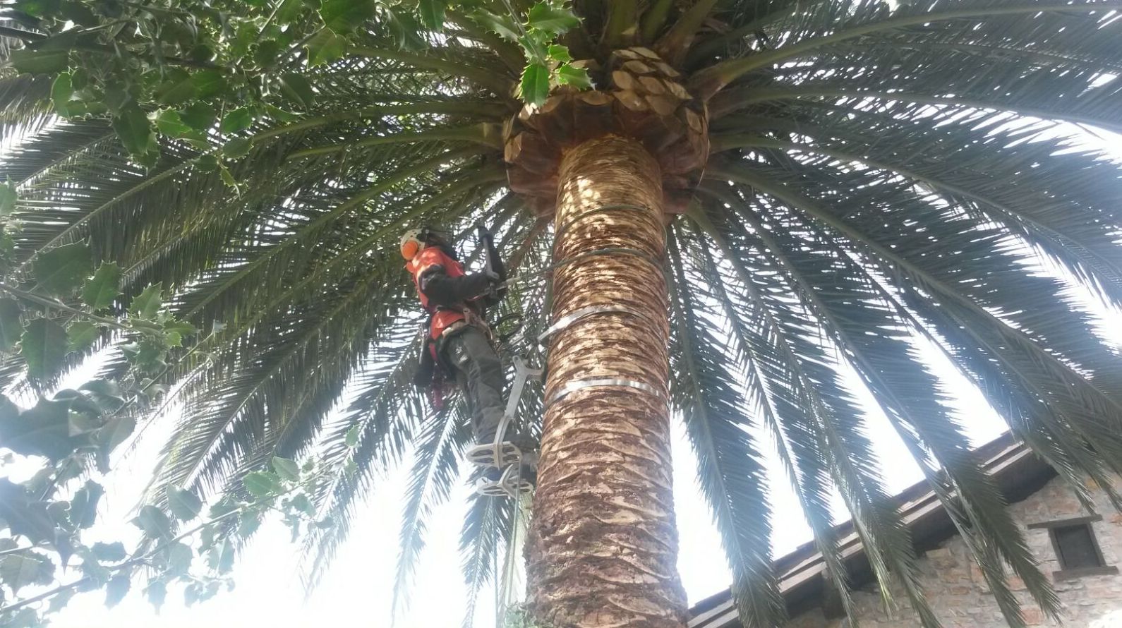 SERVICIO DE TALA DE PALMERAS A PARTICULARES SERVICIO DE TALA DE PALMERAS A PARTICULARES