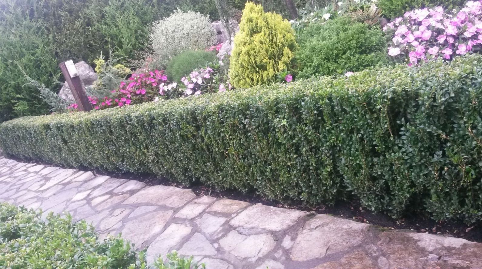 Vivaces: Servicios de Jardinería IGLE-MAN Vivaces: Servicios de Jardinería IGLE-MAN