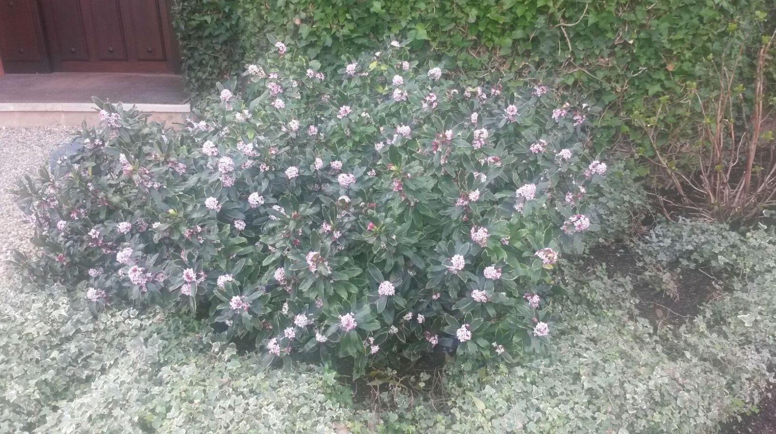 Vivaces: Servicios de Jardinería IGLE-MAN Vivaces: Servicios de Jardinería IGLE-MAN