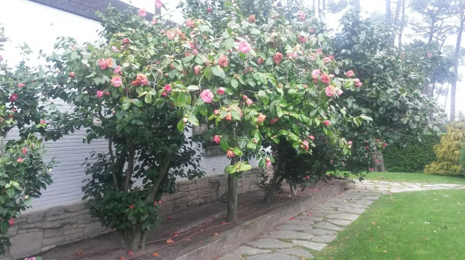 Mantenimiento de jardines: Servicios de Jardinería IGLE-MAN Mantenimiento de jardines: Servicios de Jardinería IGLE-MAN