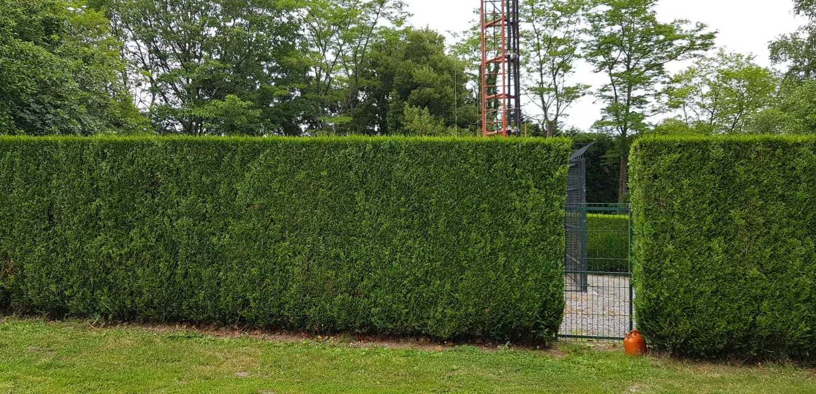Poda de arbustos en Bizkaia Poda de arbustos en Bizkaia