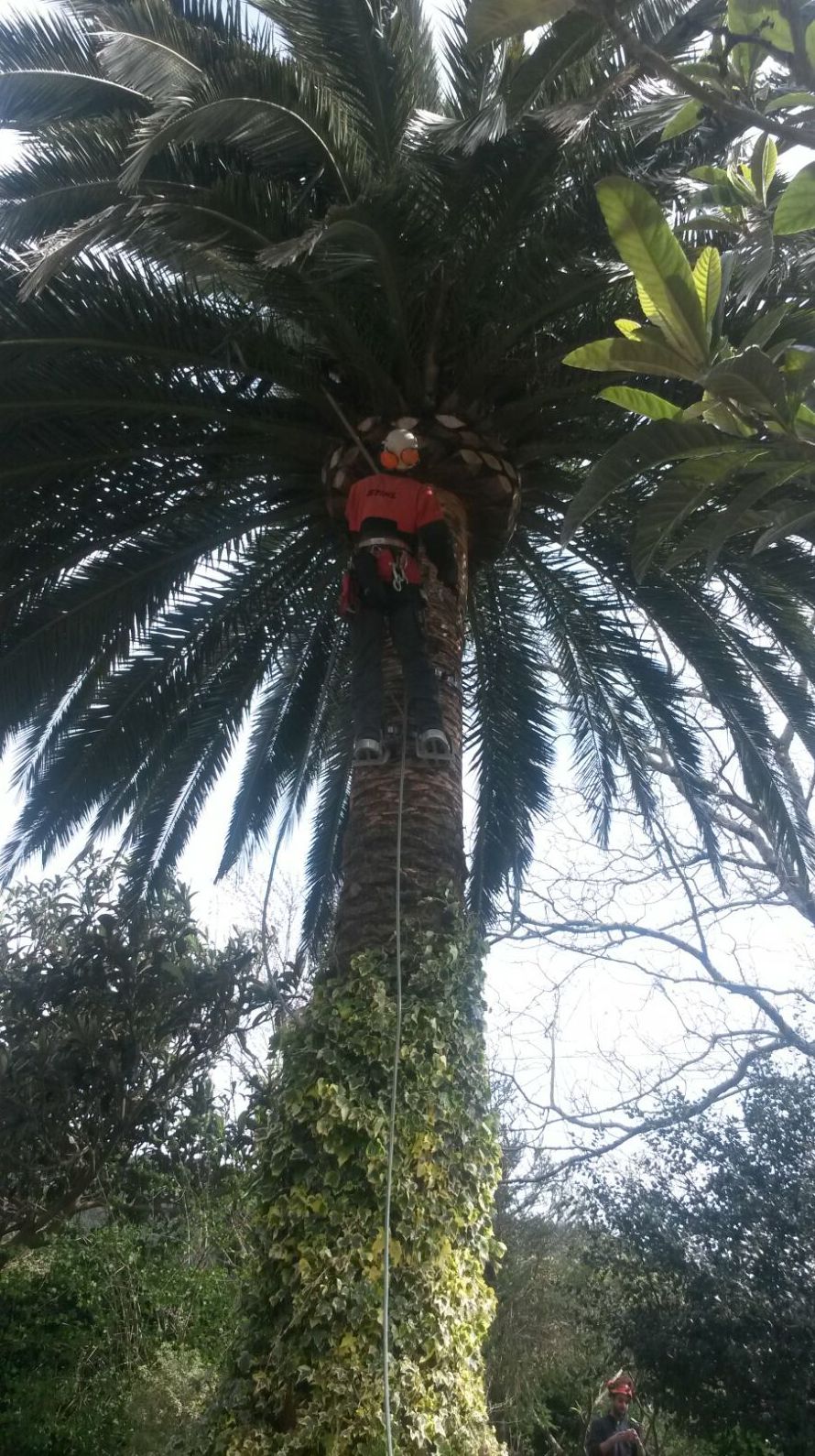 TALA DE PALMERA TALA DE PALMERA
