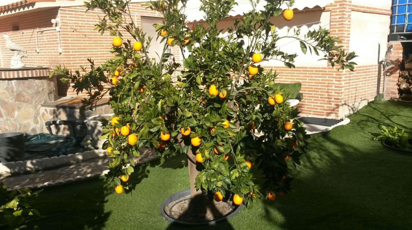 Transplantes: Servicios de Jardinería IGLE-MAN Transplantes: Servicios de Jardinería IGLE-MAN