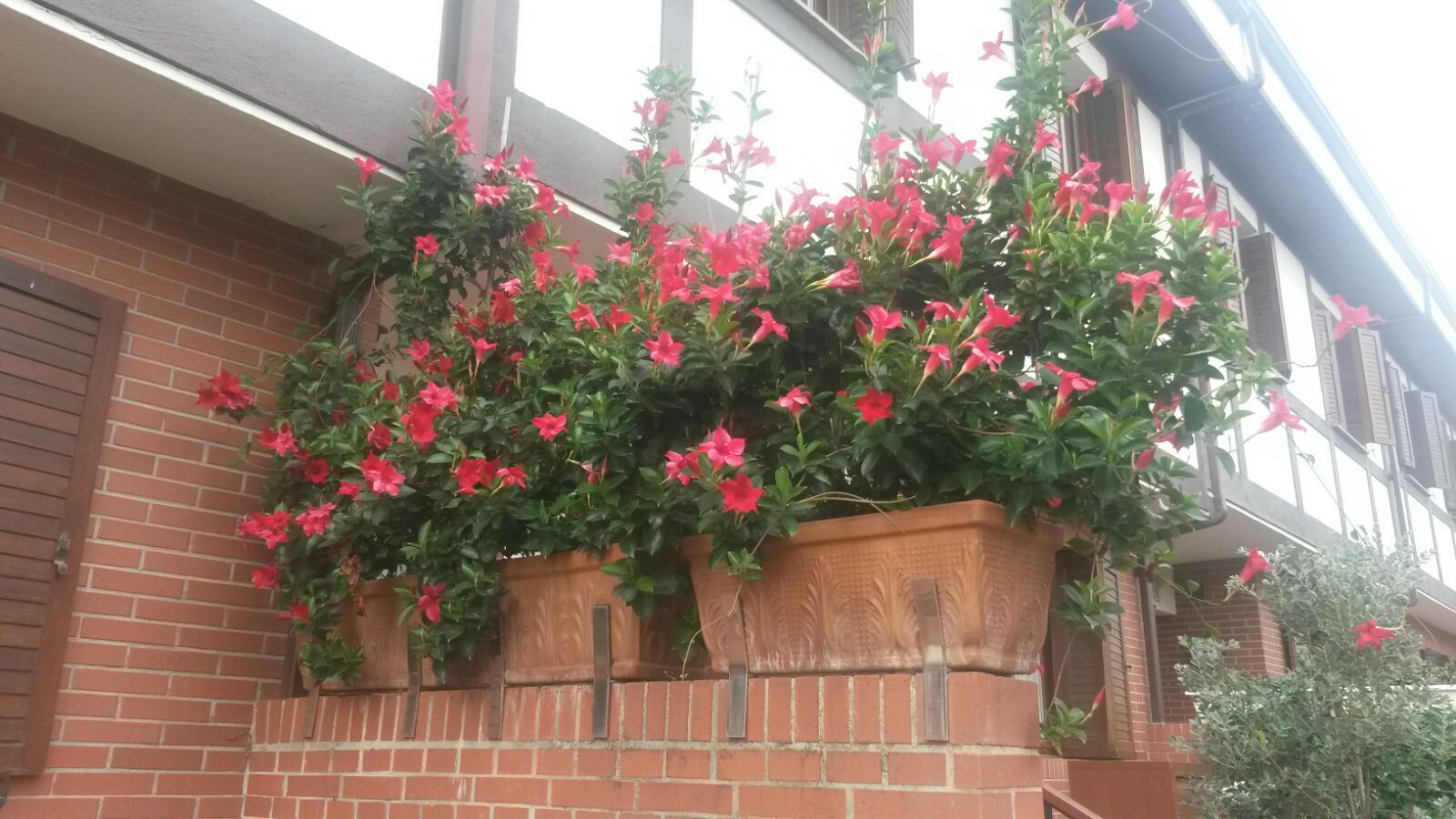 Mantenimiento de comunidades: Servicios de Jardinería IGLE-MAN Mantenimiento de comunidades: Servicios de Jardinería IGLE-MAN