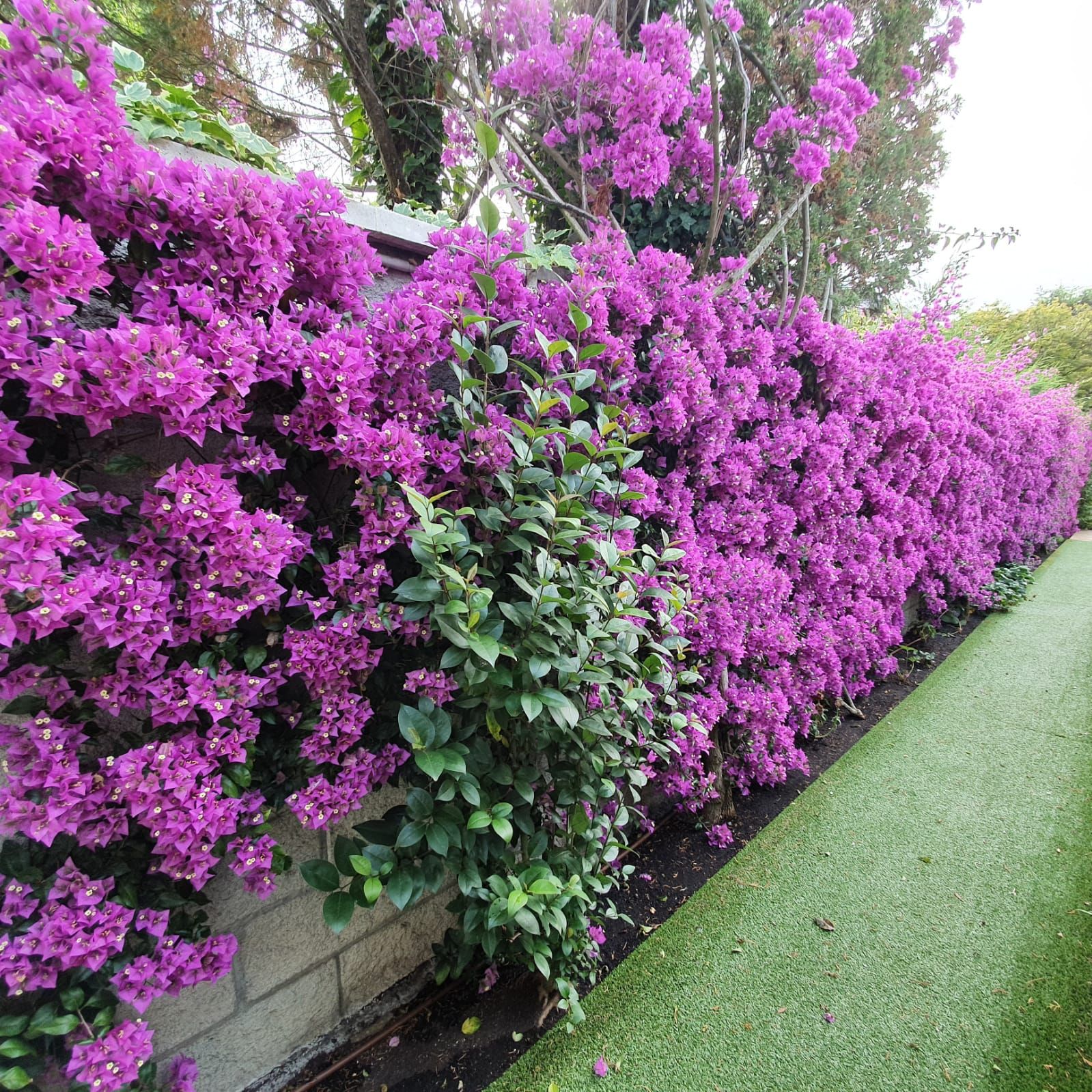 Decoración floral: Servicios de Jardinería IGLE-MAN Decoración floral: Servicios de Jardinería IGLE-MAN