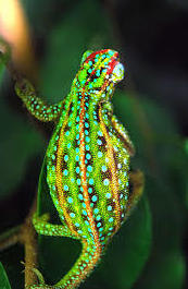 Camaleón Furcifer Lateralis: Catálogo de Reptil Parc Camaleón Furcifer Lateralis: Catálogo de Reptil Parc