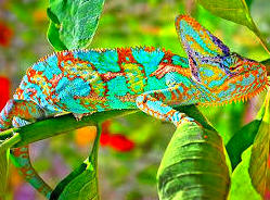 Camaleón Calyptratus: Catálogo de Reptil Parc Camaleón Calyptratus: Catálogo de Reptil Parc