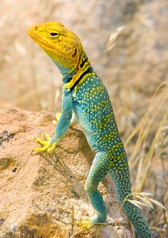 Crotaphytus collaris: Catálogo de Reptil Parc Crotaphytus collaris: Catálogo de Reptil Parc