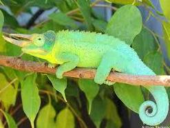 Camaleón Jacksonii: Catálogo de Reptil Parc Camaleón Jacksonii: Catálogo de Reptil Parc