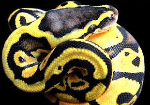Python Regius : Catálogo de Reptil Parc Python Regius : Catálogo de Reptil Parc
