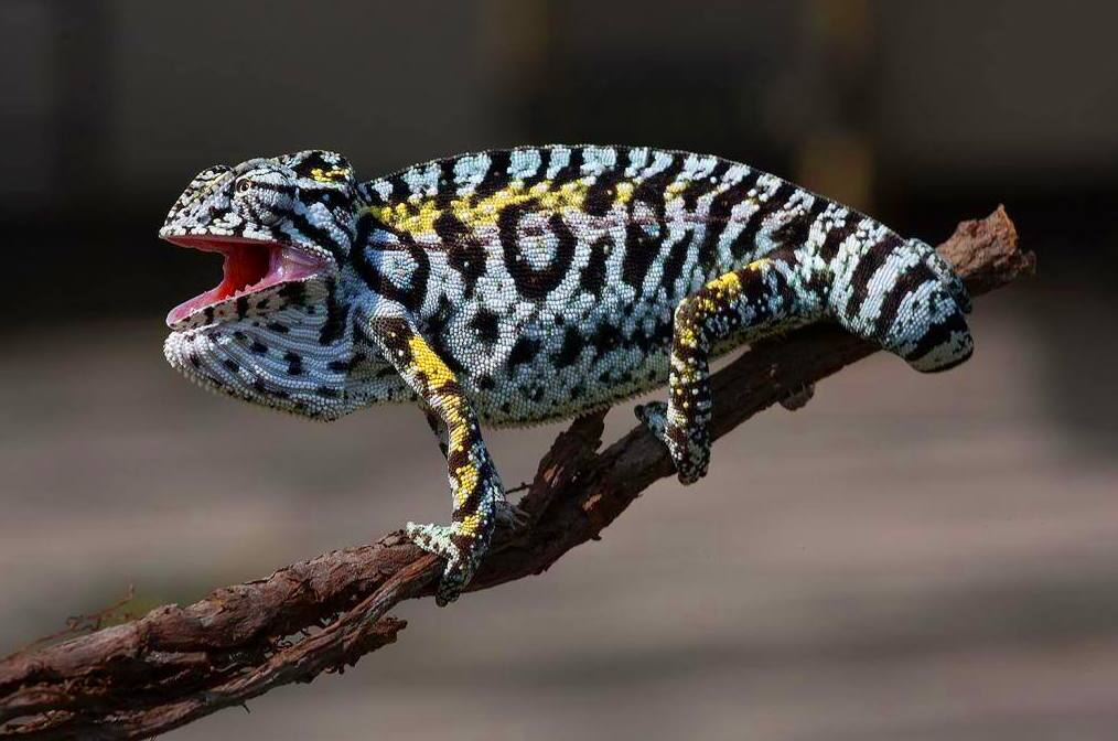 Camaleón Furcifer Lateralis: Catálogo de Reptil Parc Camaleón Furcifer Lateralis: Catálogo de Reptil Parc