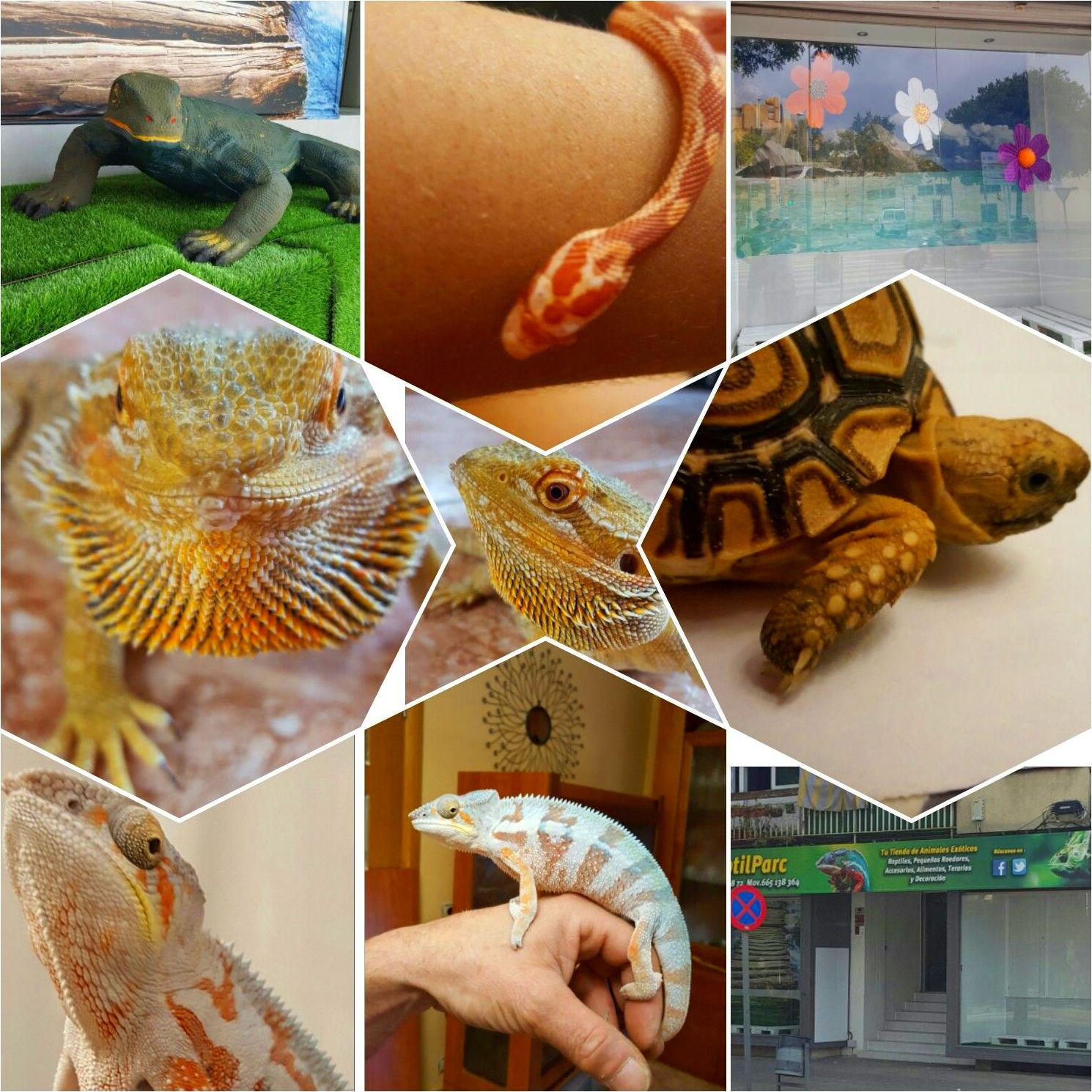 Animales exóticos: Catálogo de Reptil Parc Animales exóticos: Catálogo de Reptil Parc