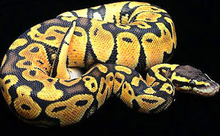 Python Regius : Catálogo de Reptil Parc Python Regius : Catálogo de Reptil Parc