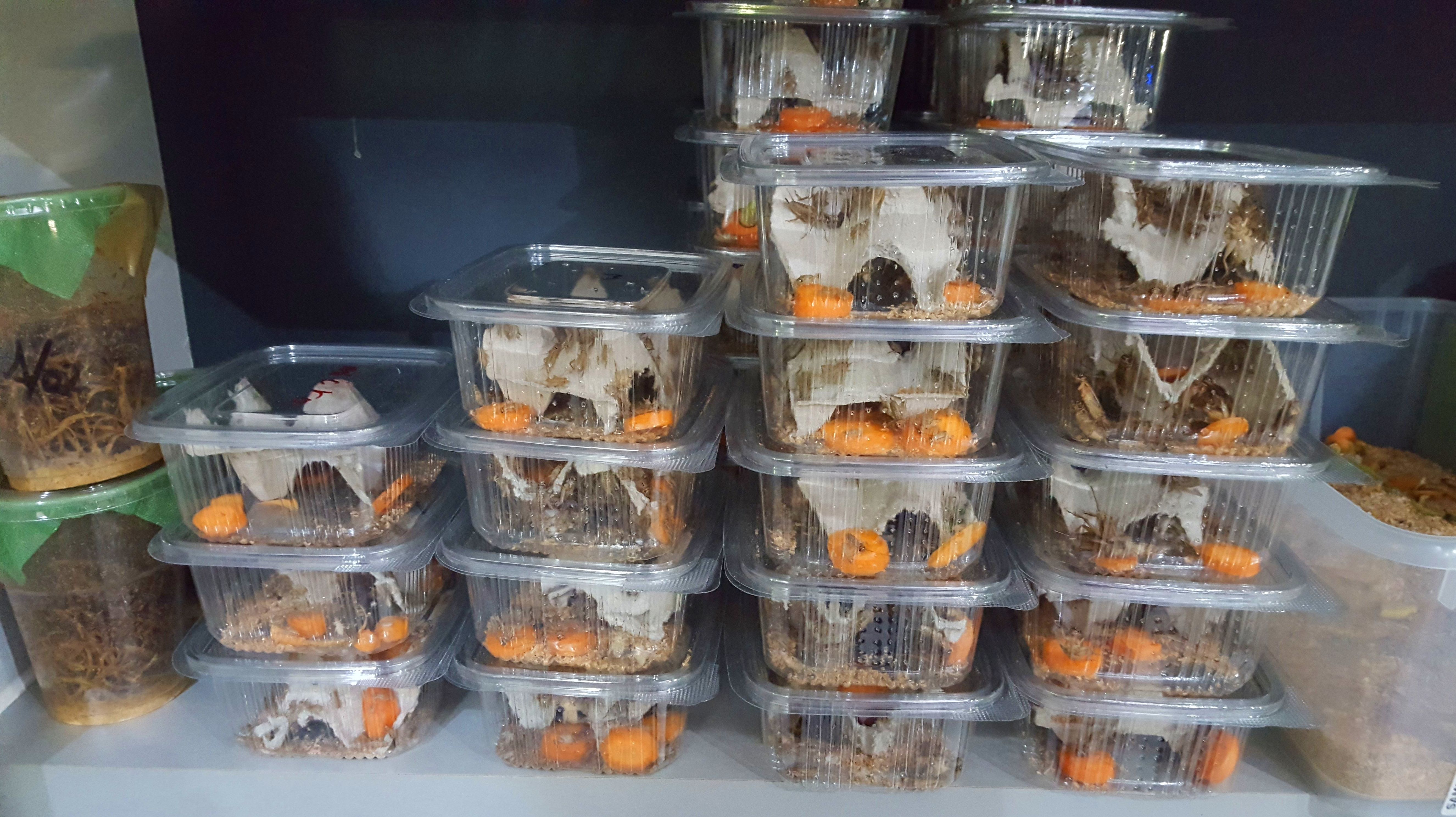 Alimento vivo: Catálogo de Reptil Parc Alimento vivo: Catálogo de Reptil Parc