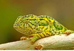 Camaleón Furcifer Lateralis: Catálogo de Reptil Parc Camaleón Furcifer Lateralis: Catálogo de Reptil Parc