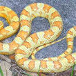Elaphe Guttata: Catálogo de Reptil Parc Elaphe Guttata: Catálogo de Reptil Parc