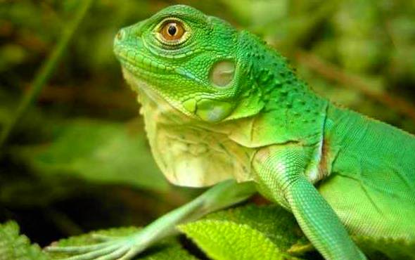 Iguana Iguana : Catálogo de Reptil Parc Iguana Iguana : Catálogo de Reptil Parc