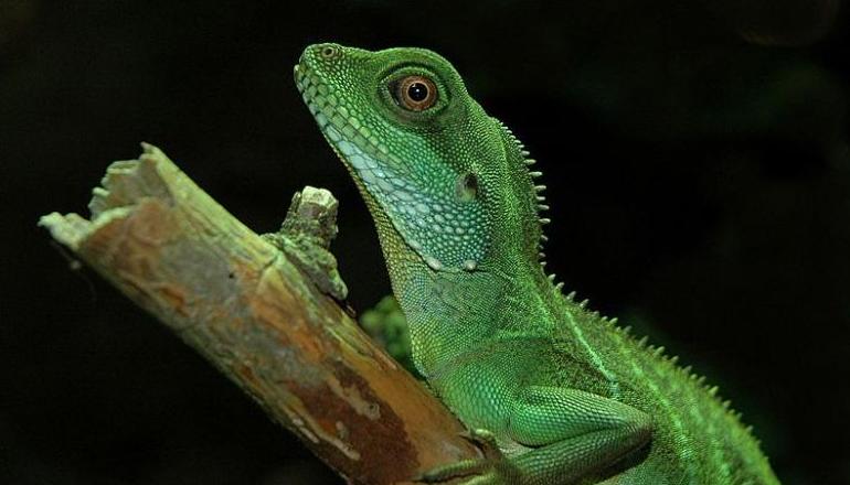 Dragón de agua chino o Physignathus cocincinus: Catálogo de Reptil Parc Dragón de agua chino o Physignathus cocincinus: Catálogo de Reptil Parc