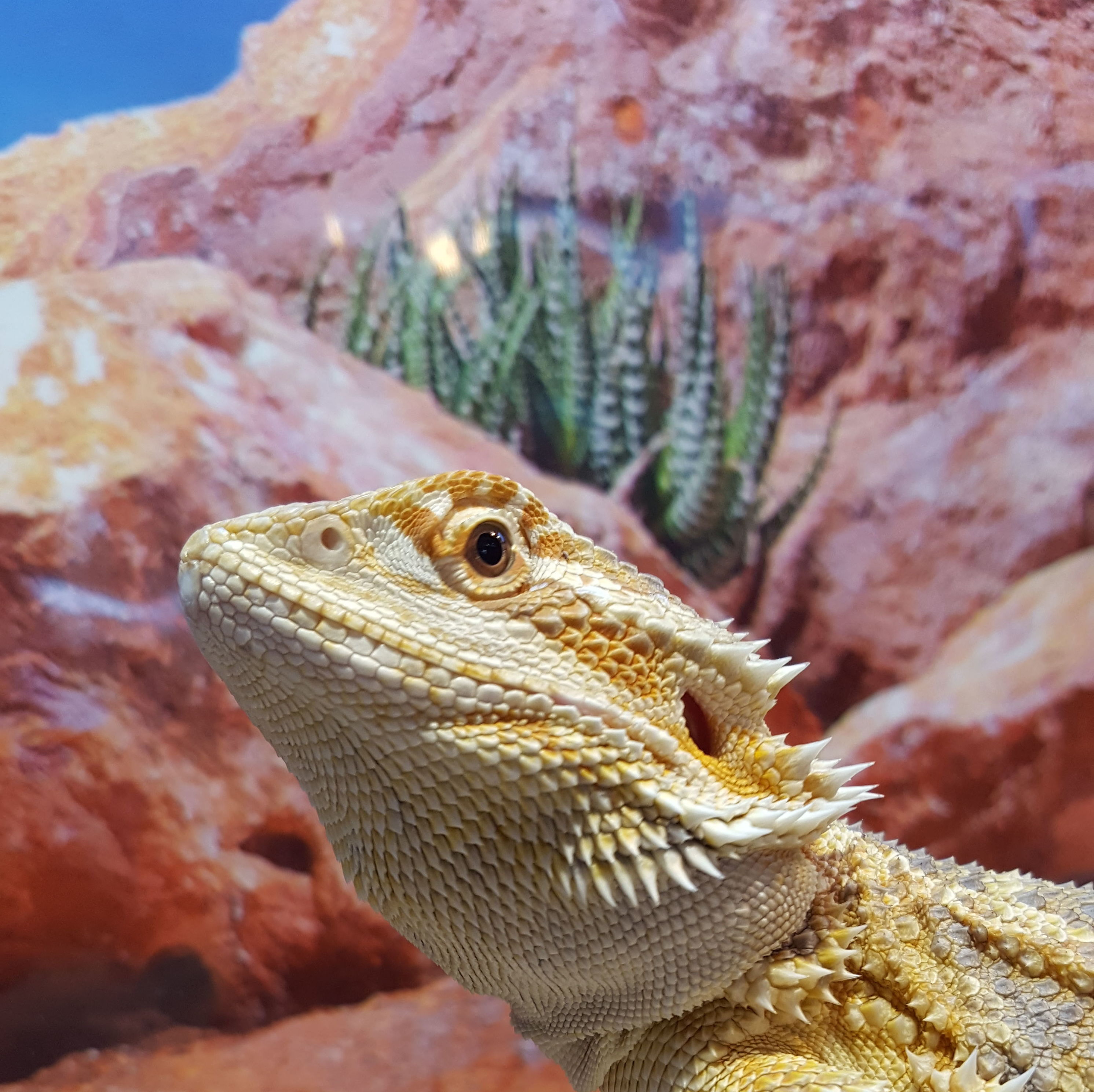 Alimento congelado: Catálogo de Reptil Parc Alimento congelado: Catálogo de Reptil Parc