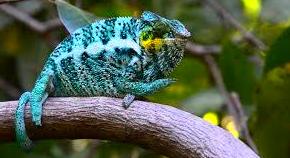 Furcifer Pardalis Ambilobe y Sambaba: Catálogo de Reptil Parc Furcifer Pardalis Ambilobe y Sambaba: Catálogo de Reptil Parc