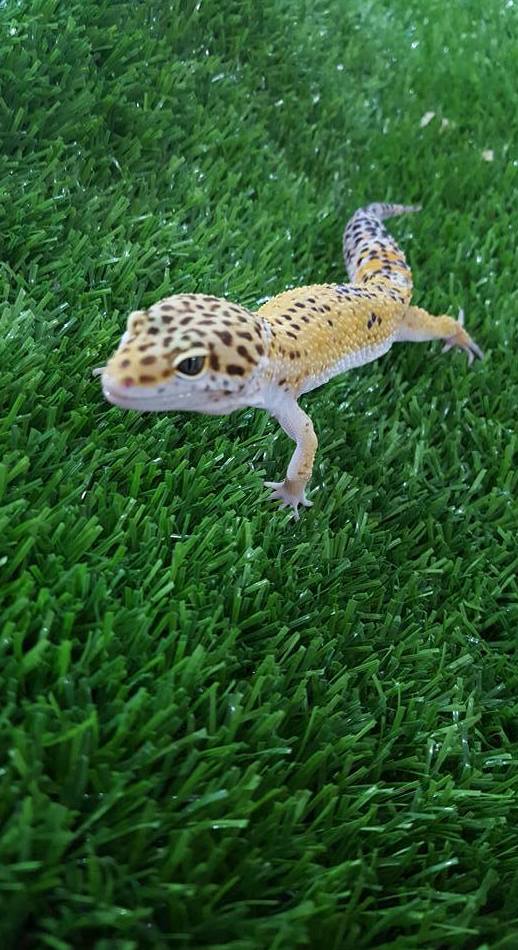 Gecko Leopardo 