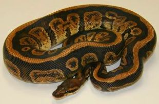 Python Regius : Catálogo de Reptil Parc Python Regius : Catálogo de Reptil Parc