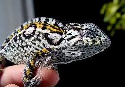 Camaleón Furcifer Lateralis: Catálogo de Reptil Parc Camaleón Furcifer Lateralis: Catálogo de Reptil Parc